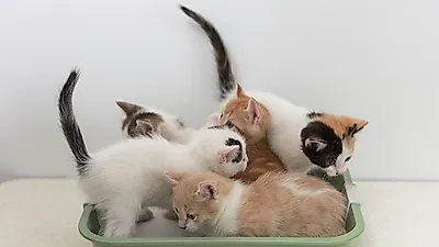 골칫거리 반려묘 화장실 냄새, 최상의 관리 꿀팁 공개