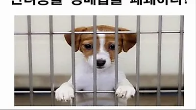 한국동물보호연합, 반려동물 인터넷 판매 금지 위한 1인 시위