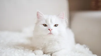 흰색 고양이에 관한 모든 것