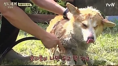 '삼시세끼' 유해진 반려견 겨울이, 샤워 중 폭풍 수면