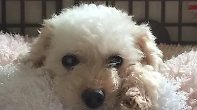 [고영리 작가의 Pet Story]나이듦이 흐르다 _ 늙어가는 개와 함께 하는 시간 4