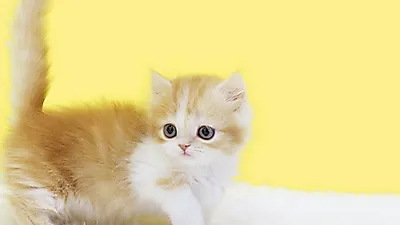 프리미엄 고양이 분양샵 나비캣, 초보 애묘인들을 위한 서비스로 눈길 끌어