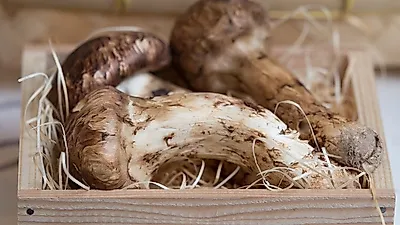 90만 원도 아깝지 않은 송이버섯의 효능, 제대로 먹는 요리법은?