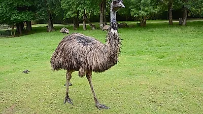 피부 질환을 겪고 있다면, 에뮤 오일(Emu Oil)이 효과적