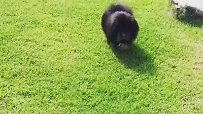 최정윤, 반려견과 즐거운 오후 "날아라날아라~~"