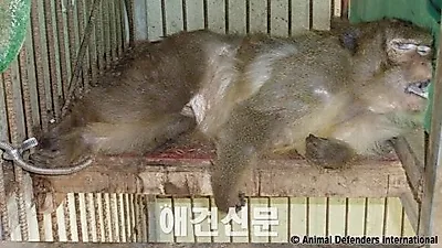 동물보호시민단체 KARA, 한국의 부안원숭이학교 원숭이 훈련 실체 공개