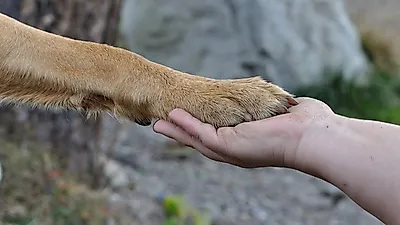 해외서 구조된 개, 입양 시 건강 문제 더 꼼꼼히 확인해야 하는 이유