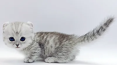 고양이 분양 전문 업체 ‘제나캣’ 분양가 할인 이벤트로 최대 80% 절감