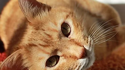 고양이 스트레스 완화법 10가지 