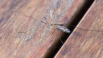 모기를 물리치는 효과적인 방법