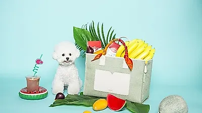 밀리옹, 펫셔니스타들이 주목하는 강아지,고양이이동가방 브랜드