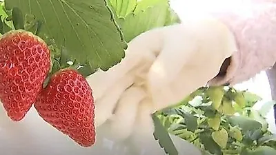 [겨울제철과일] 딸기의 변신 '아리향딸기' 화제, 맛 보니...가격은?