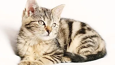 [애완동물 예방접종 ①] 고양이 편