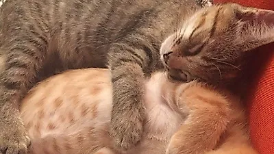 피보다 진한 우정을 과시하는 두 마리 고양이