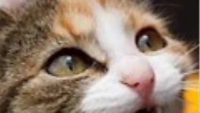고양이 치아 관리 방법은