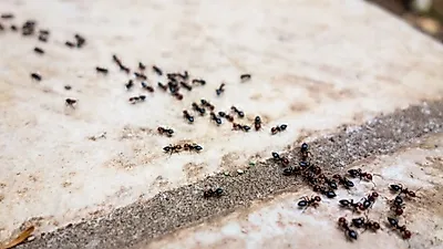 개미는 어떻게 일렬로 움직일까?..개미 지식 백과