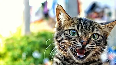 고양이, 사람과 공존한 시기 예상보다 더 길어