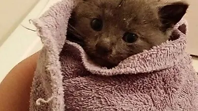 배수구에서 울부짖고 있던 고양이