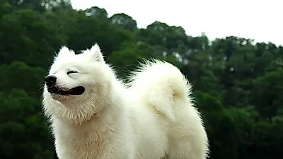 동그랗게 말린 귀여운 꼬리를 가진 개들