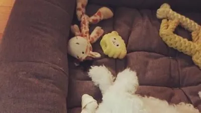 서인영, 곱슬곱슬 윤기도는 반려견 "어쩜고로케쳐다보니"