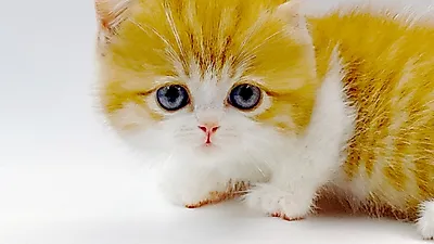 고양이 전문 분양 업체 ‘제나캣’, 분양 전문가 통해 상시 상담서비스 제공