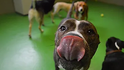 다리 핥고 꼬리 쫓는 '반려견 강박 장애' 제대로 알기