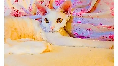 민효린, 꽃무늬 이불 배경으로 미묘 자태 과시
