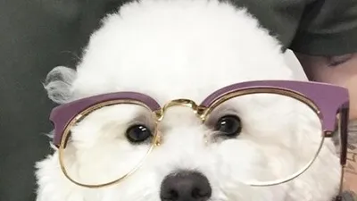 슬리피, 인형 같은 반려견 포착 "양말 먹는 중"