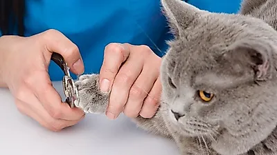 고양이 발톱깍기, 쉽게 도전하려면?