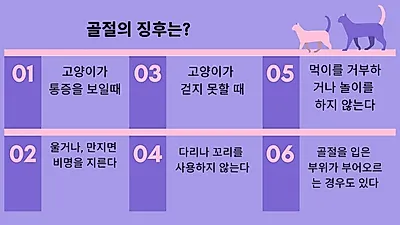 만지면 우는 고양이? 골절 신호일 수도
