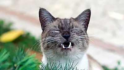 프랑스, 고양이 200마리 학살당해