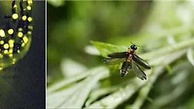 서울대공원, 반딧불이 체험행사 개최