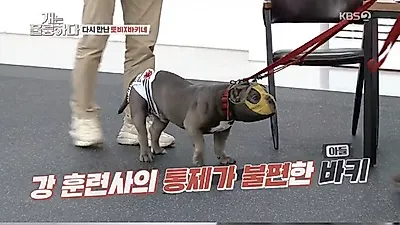"강아지 마운팅 고민" 바키 보호자에 강형욱 "이러니까 헷갈리지!"