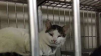불법 동물실험한 서울대병원 교수, 검찰 송치…"고양이 안락사 과정에 마취제 미등록"