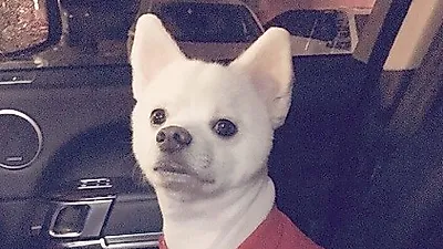 크러쉬 반려견, 빨간 쫄티에도 굴욕없는 미모