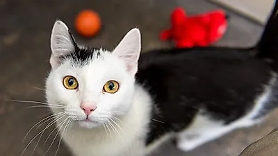 고양이 입양하려는 당신을 위한 '반려묘 입양 체크리스트'