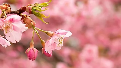 "겨울아 잘가!" 봄과 함께 벚꽃맞이,  각 지역 '벚꽃 개화시기' 및  '벚꽃축제' 추천까지!
