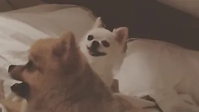 한 밤에 신난 임수향 반려견들 "우리 아키라이 신났어요?"