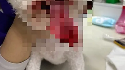 분당서 애견미용 맡긴 반려견 '혀' 잘려나가…업체 측 "그정도로 안죽어요"