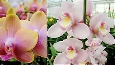 농촌진흥청, "가정이나 사무실에 작은 난 화분 어떠세요"