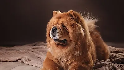 곰을 닮은 개 '메드베바카'의 실체는?