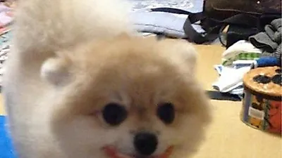 할머니 틀니를 물고 있는 포메라이언, SNS에서 인기..