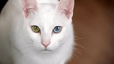 영롱한 눈빛을 가진 오드아이 고양이 '카오마니'