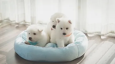 반려견 분리불안, 어떻게 해결할까?