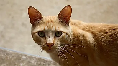 고양이 입양할 때, 성묘가 좋은 이유 7가지