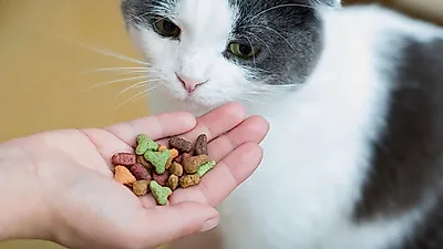 입맛 까다로운 반려묘, 간식 기호 천차만별.."고양이 최애 간식은?"