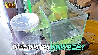 수리남서 온 타이거랙 트리포로 3차 산란…나뭇잎 알에서 깬 올챙이는 물로