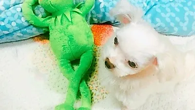 김지원 반려견, 커밋과 함께 인형같은 '투샷'