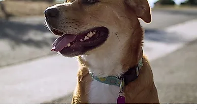 SNS 유행어 '도고(Doggos)', 美사전 수록 고려 중