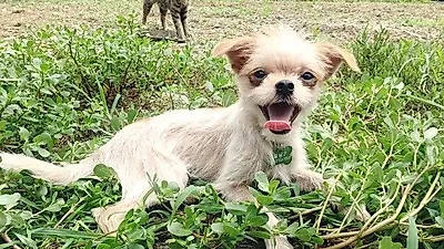 카라, 달님이네 입양프로젝트 "힘을 모아주세요"